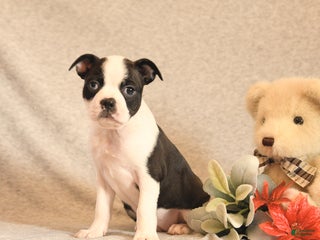 Boston Terrier dogs Fairy - Ad 30