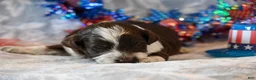 Havapoo dogs for sale: Felix - Ad 4