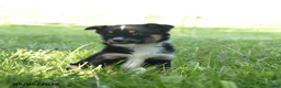 Miniature Australian Shepherd dogs for sale: Gretel - Ad 1