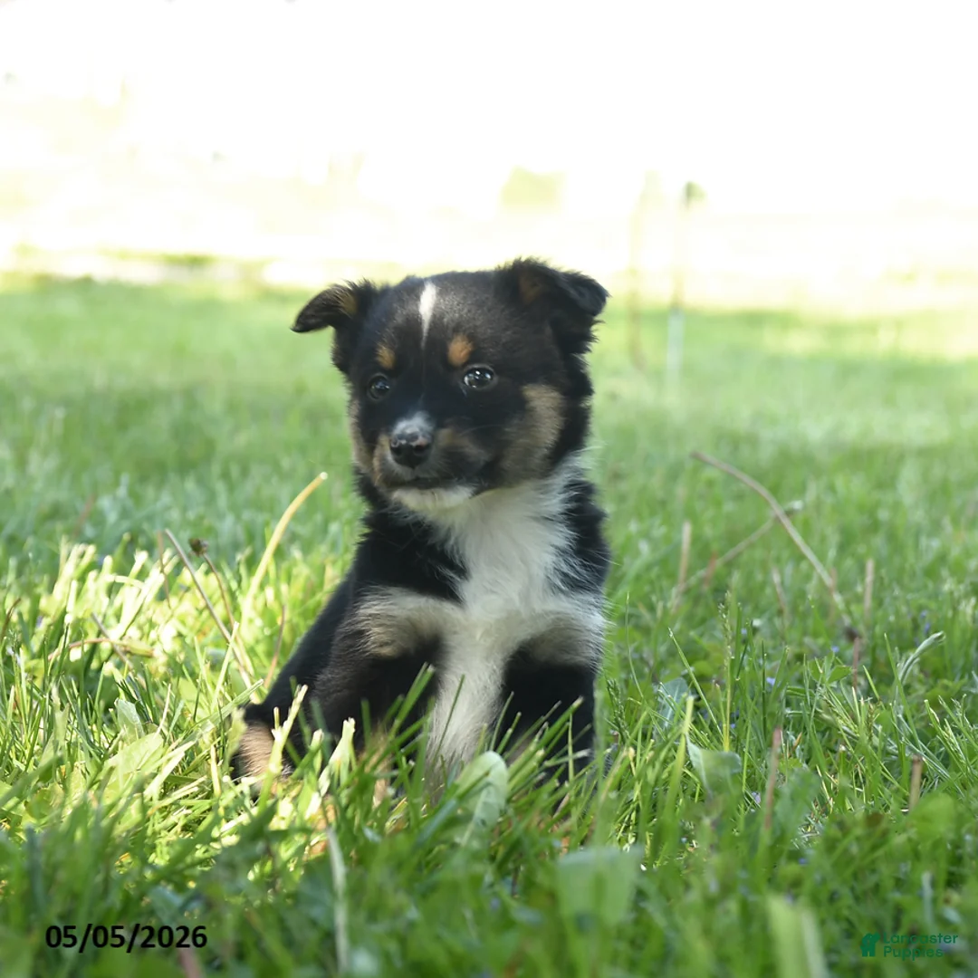 Miniature Australian Shepherd dogs for sale: Gretel - Ad 1