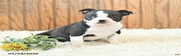 Boston Terrier dogs for sale: Marigold - Ad 3