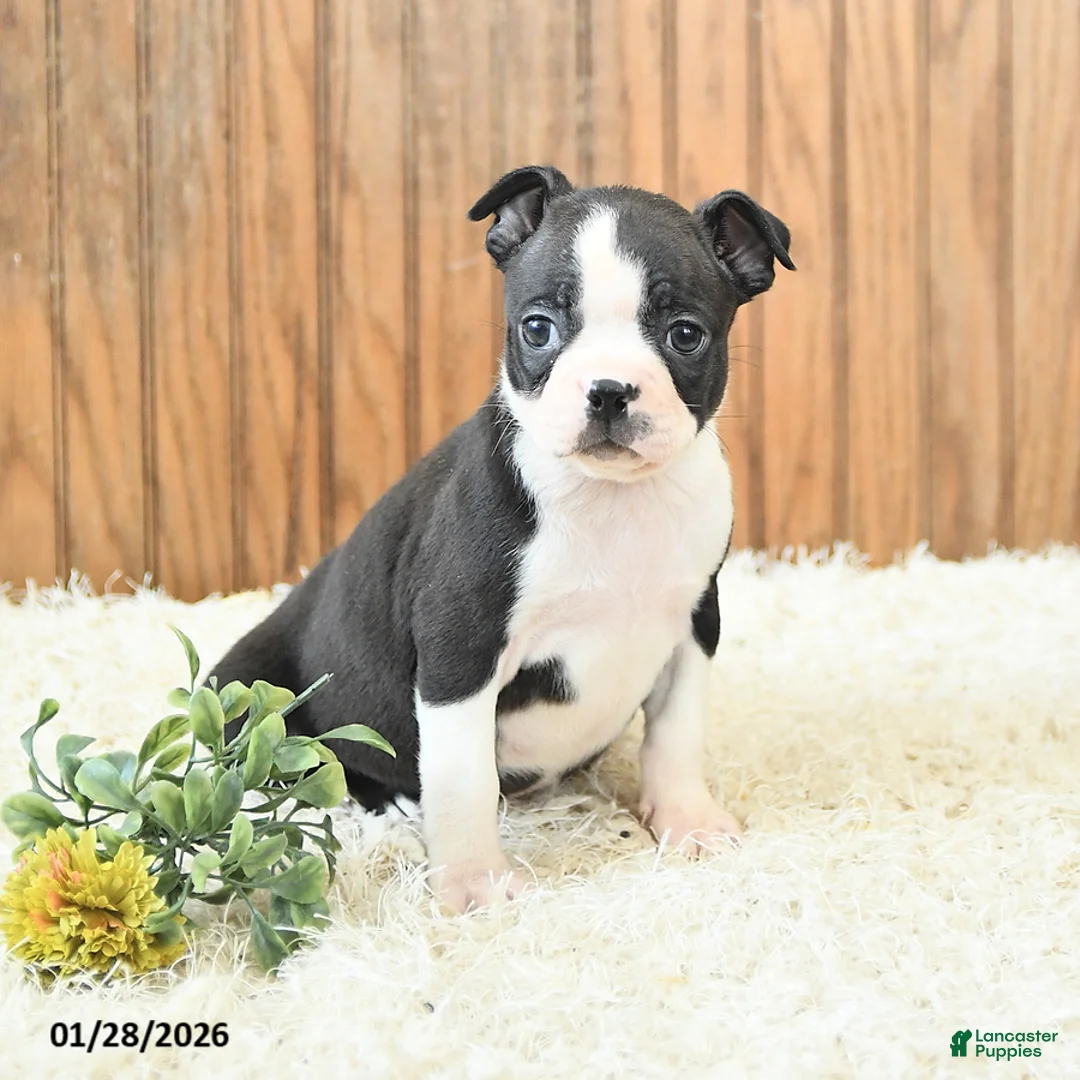 Boston Terrier dogs for sale: Marigold - Ad 3