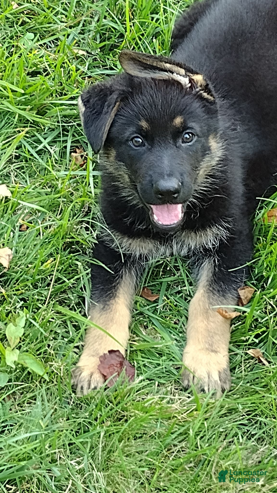 German Shepherd dogs Maximus  - Ad 1