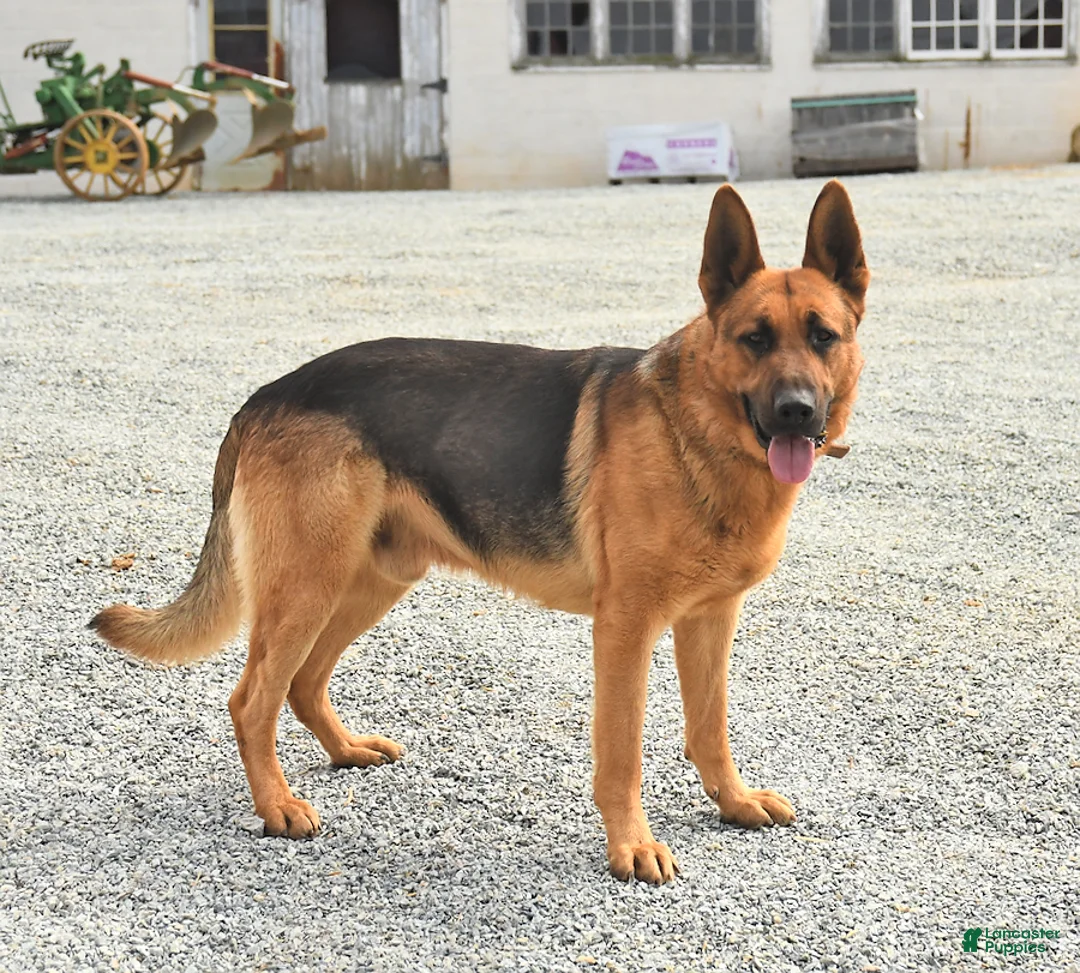 German Shepherd dogs for sale: Winston - Ad 5