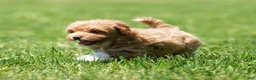 Havapoo dogs for sale: Tasha - Ad 7