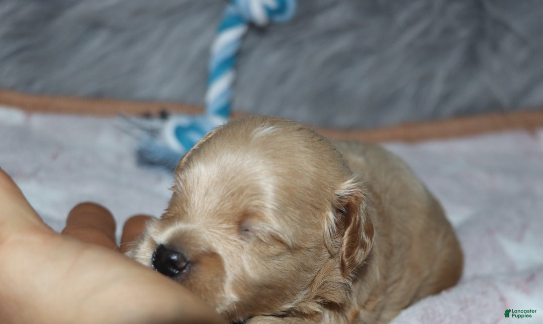 Havapoo dogs for sale: Chase 👨‍👨‍👦‍👦💞🐕 - Ad 13