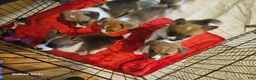Mixed Breed dogs for sale: Orpheus - Ad 5