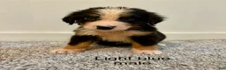 Bernese Mountain Dog dogs for sale: Light blue male  - Ad 1