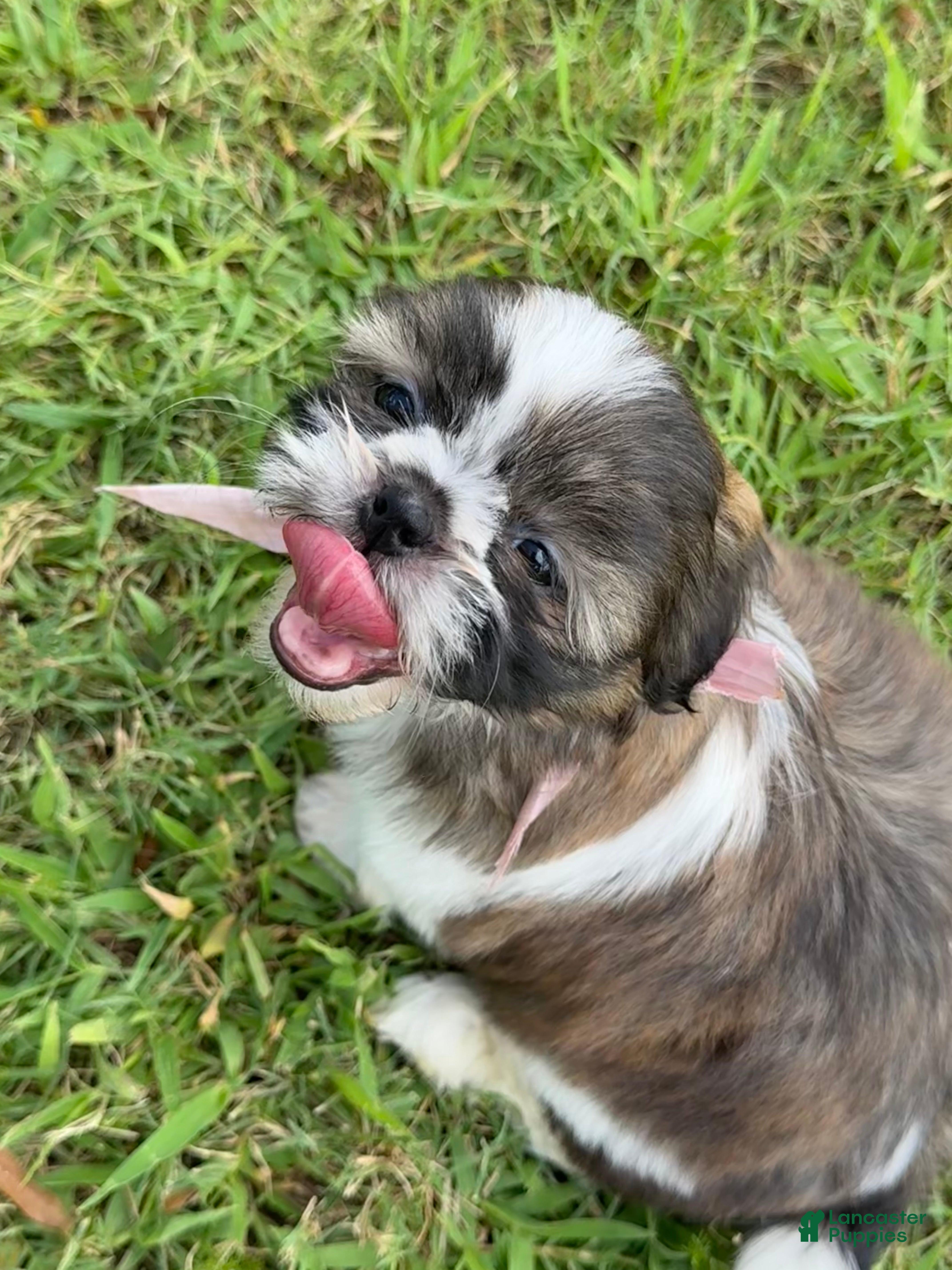Shih Tzu dogs Sally  - Ad 20