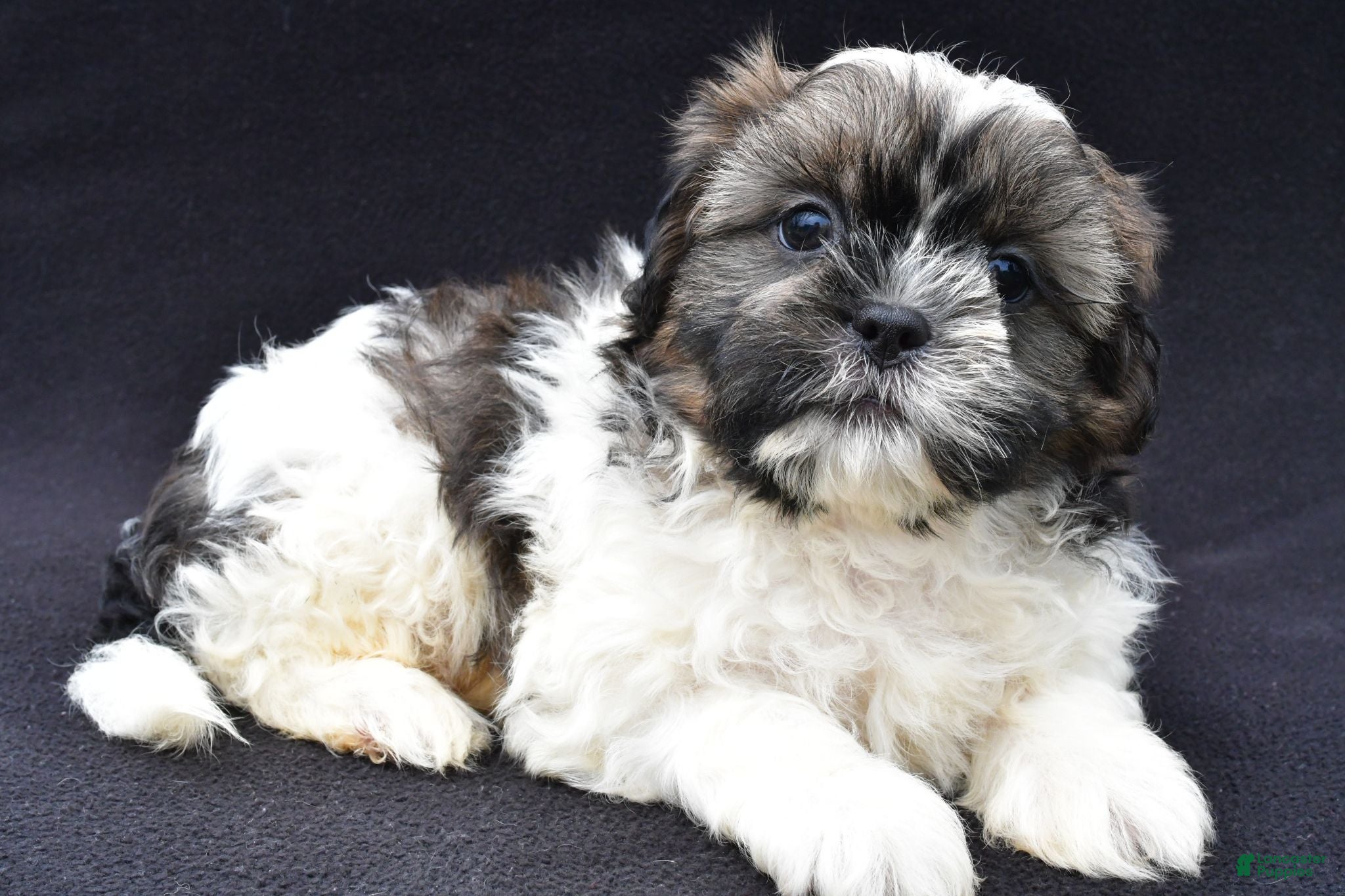 Shih Tzu dogs Ace - Ad 1