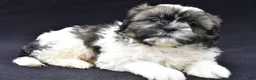 Shih Tzu dogs for sale: Ace - Ad 1