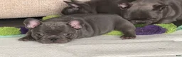 French Bulldog dogs for sale: French Bulldog Puppy 2 - Ad 4