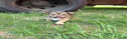 Mixed Breed dogs for sale: Stella - Ad 8