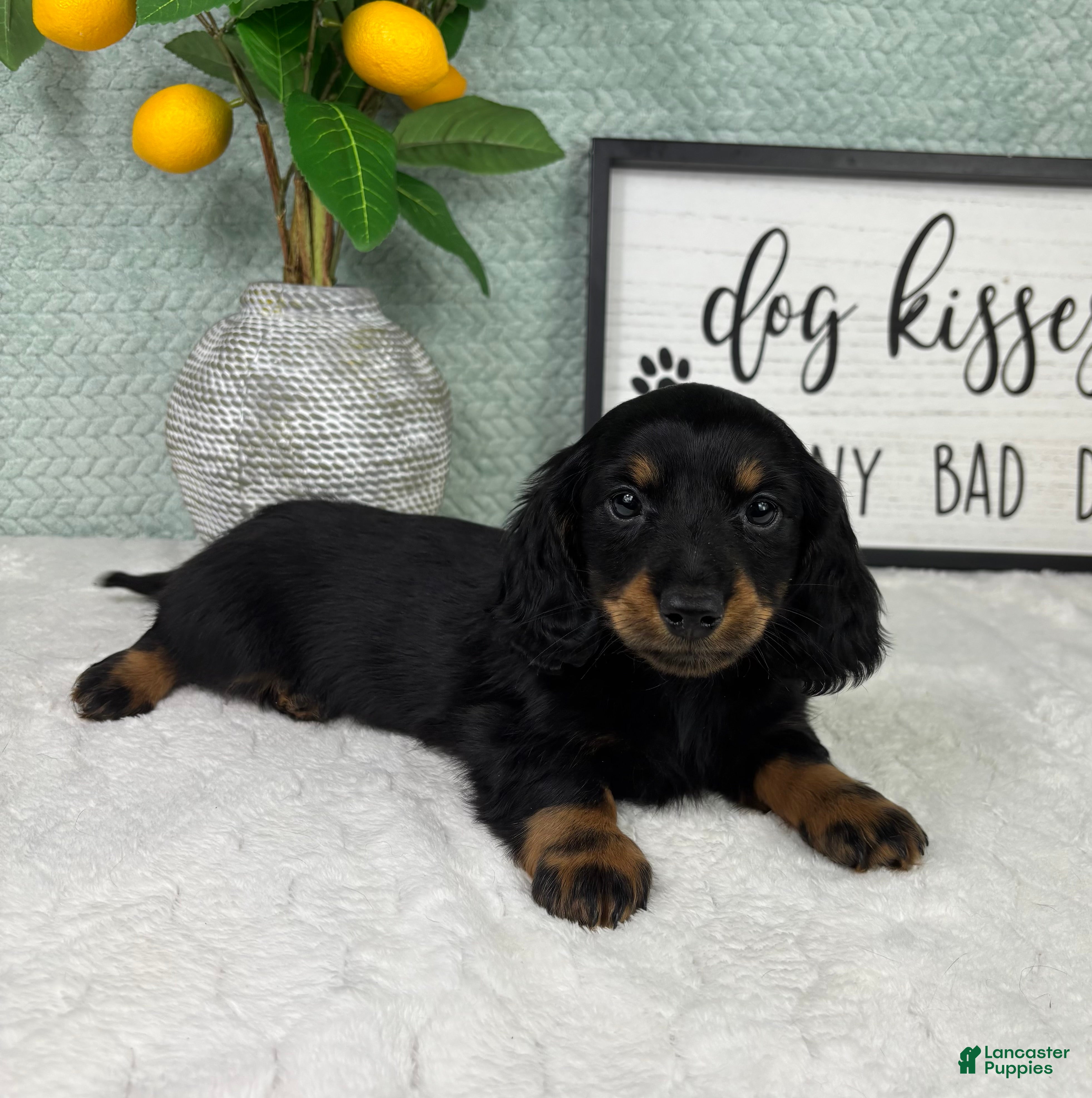 Miniature Dachshund dogs Danny  - Ad 33