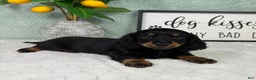 Miniature Dachshund dogs for sale: Danny  - Ad 1