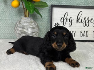 Miniature Dachshund dogs Danny - Ad 36