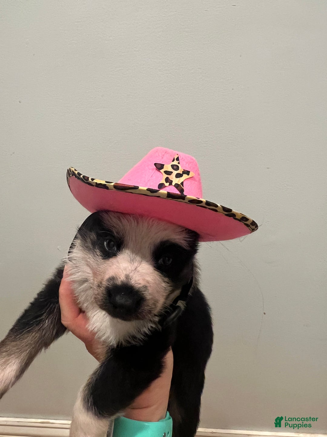 German Shepherd dogs for sale: Chica - German Shepherd Puppy  - Ad 2