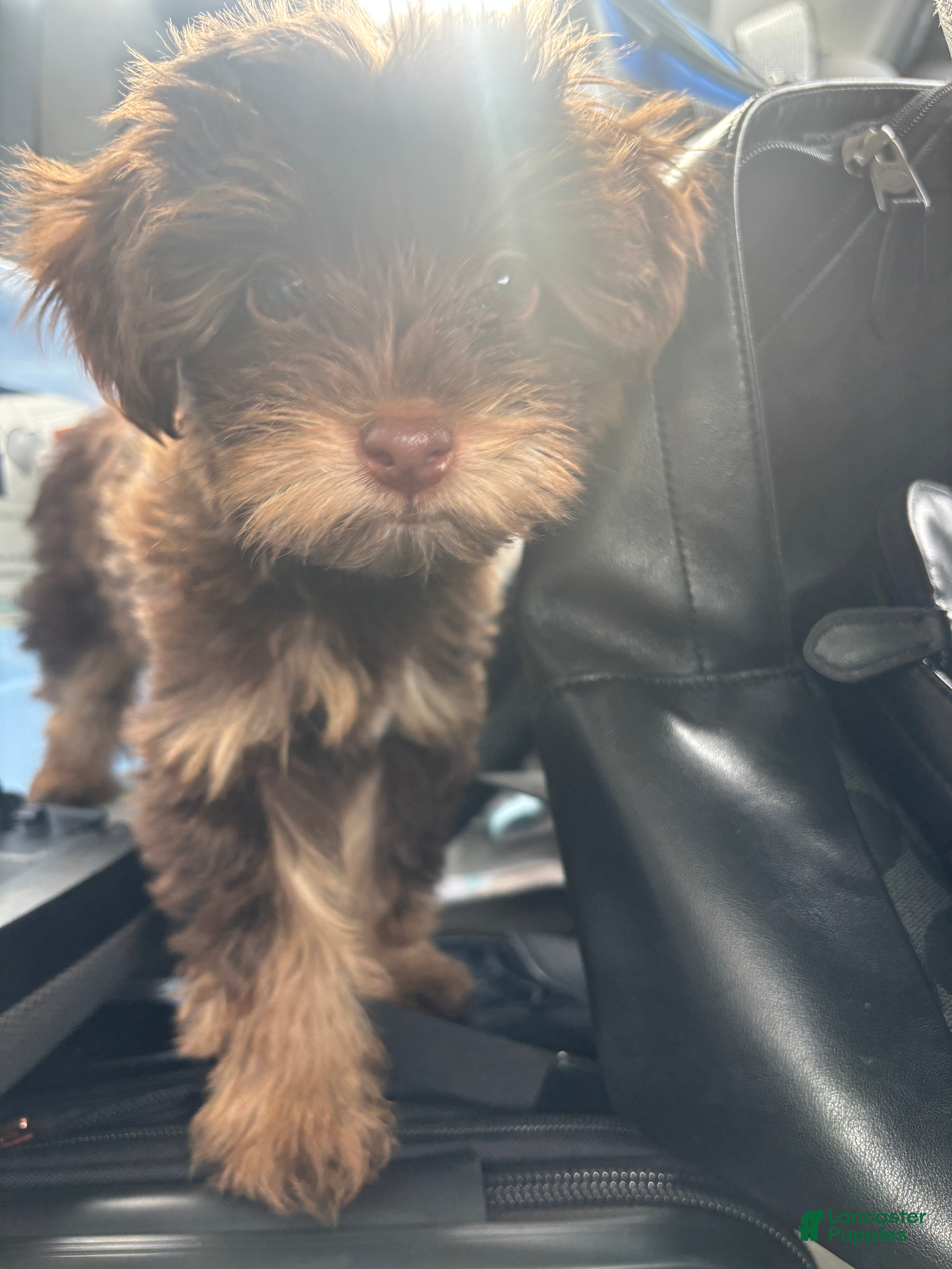 Yorkiepoo dogs Yorkiepoo Puppy 1 - Ad 2