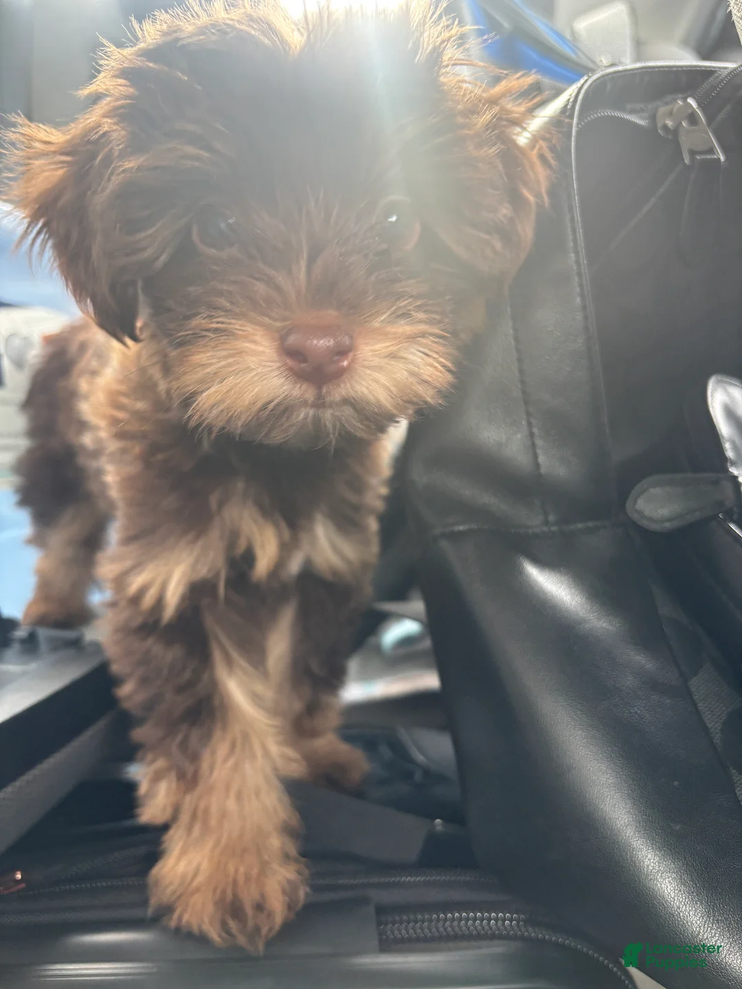 Yorkiepoo dogs for sale: Yorkiepoo Puppy 1 - Ad 2
