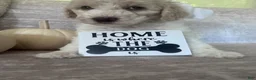 Goldendoodle dogs for sale: Ivory 🤍 - Ad 9