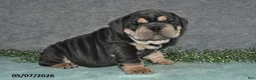 English Bulldog dogs for sale: Jasper - Ad 1