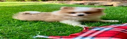 Pomeranian dogs for sale: Peanut - Ad 3