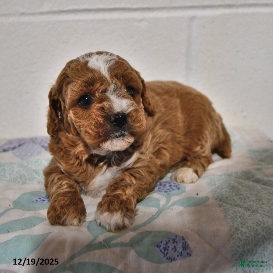 Cavapoo dogs for sale: Cleo - Ad 3