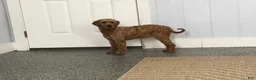 Mini Goldendoodle dogs for sale: Phoenix - Ad 5