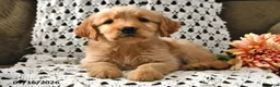 Goldendoodle dogs for sale: Caramel - Ad 11