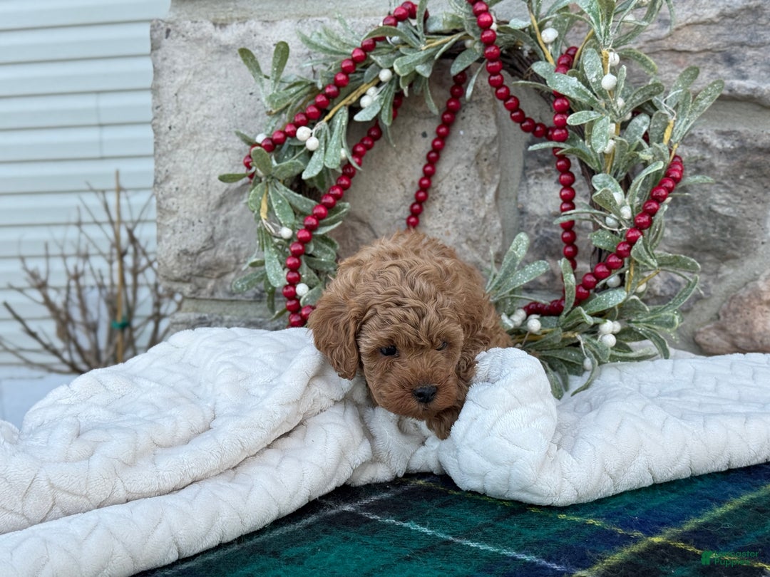 Toy Poodle dogs for sale: Trenton - Ad 7