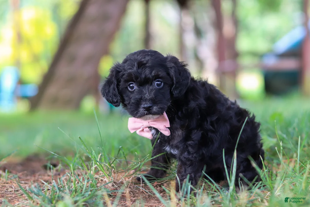 Yorkiepoo dogs for sale: Brady - Ad 5