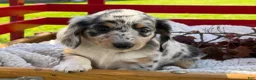 Miniature Dachshund dogs for sale: Benny - Ad 5