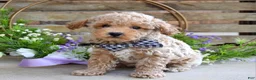 Toy Poodle dogs for sale: Miles - Ad 5
