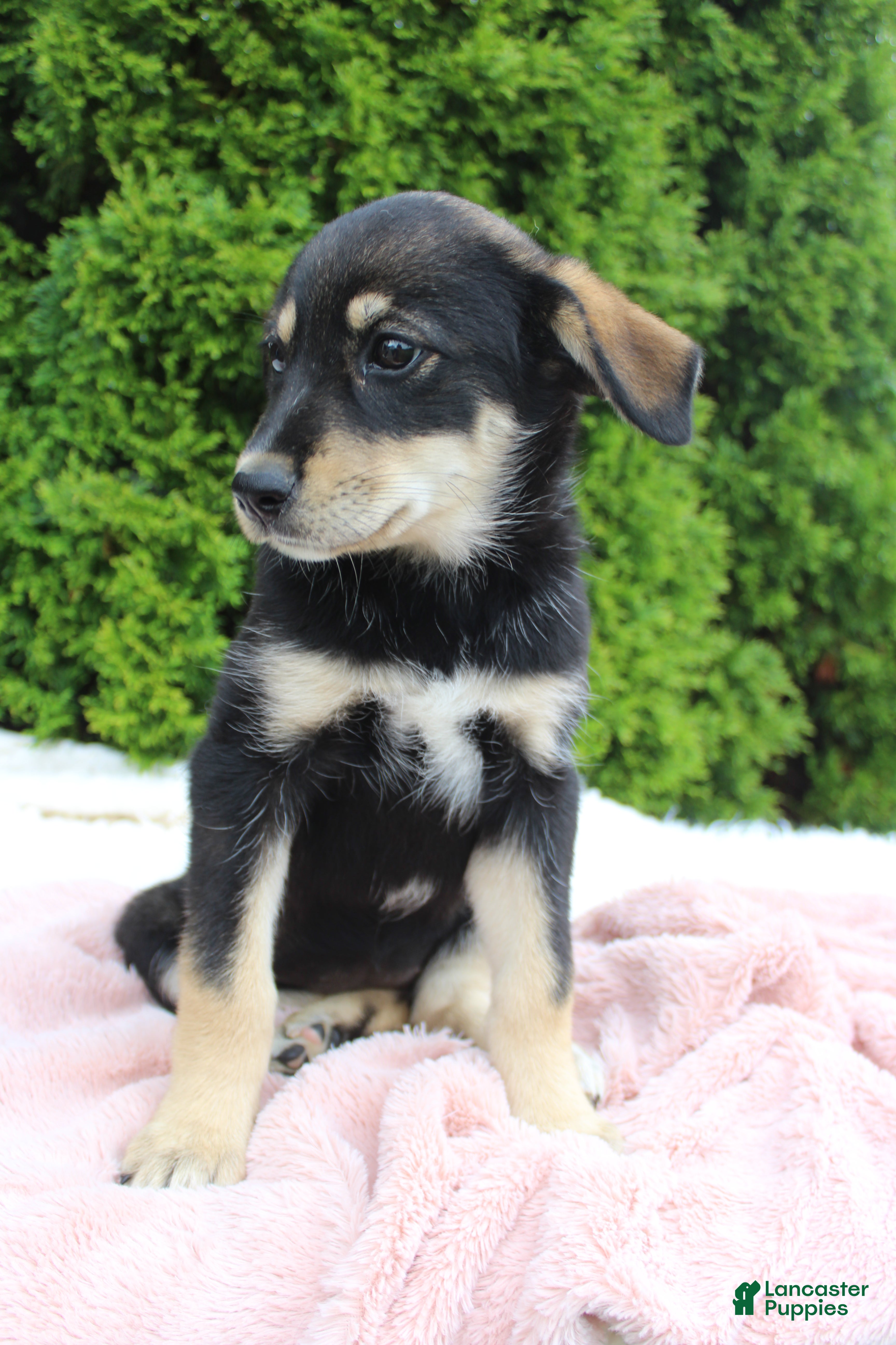 Mixed Breed dogs Jenny - Ad 2