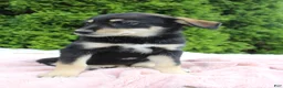 Mixed Breed dogs for sale: Jenny - Ad 2