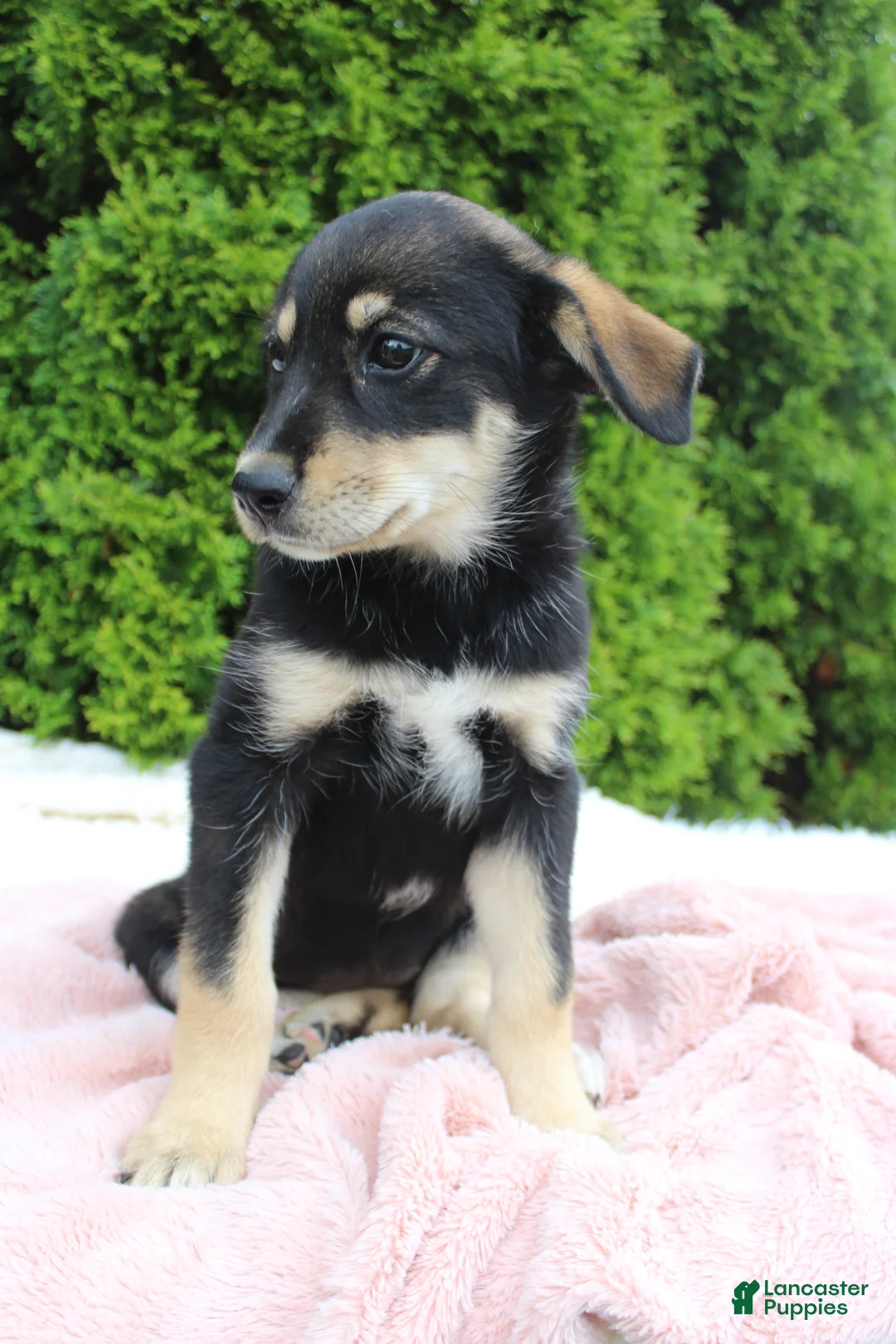 Mixed Breed dogs for sale: Jenny - Ad 2