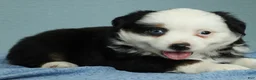 Miniature Australian Shepherd dogs for sale: Redwood 🌾 - Ad 3