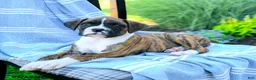 Boxer dogs for sale: Omar - Ad 5