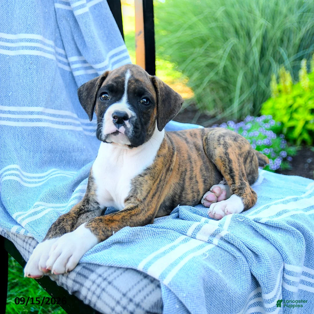 Boxer dogs for sale: Omar - Ad 5