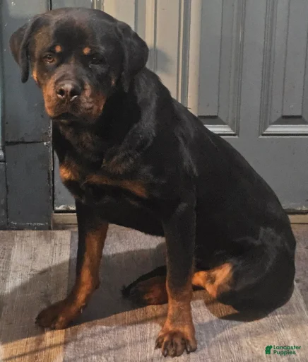 Gallery Image {{count}}