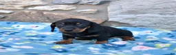 Miniature Dachshund dogs for sale: Luna - Ad 2