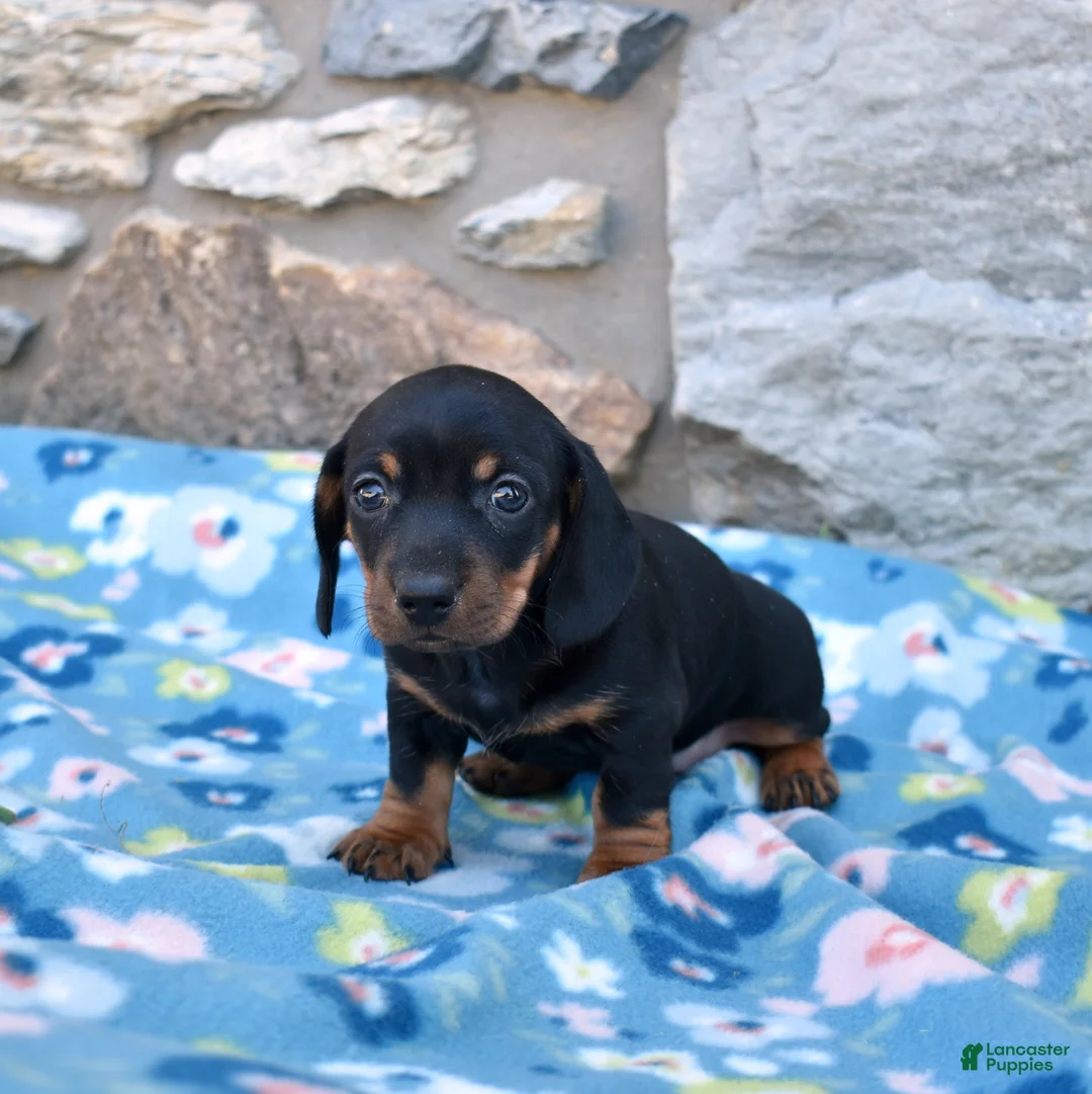 Miniature Dachshund dogs for sale: Luna - Ad 2
