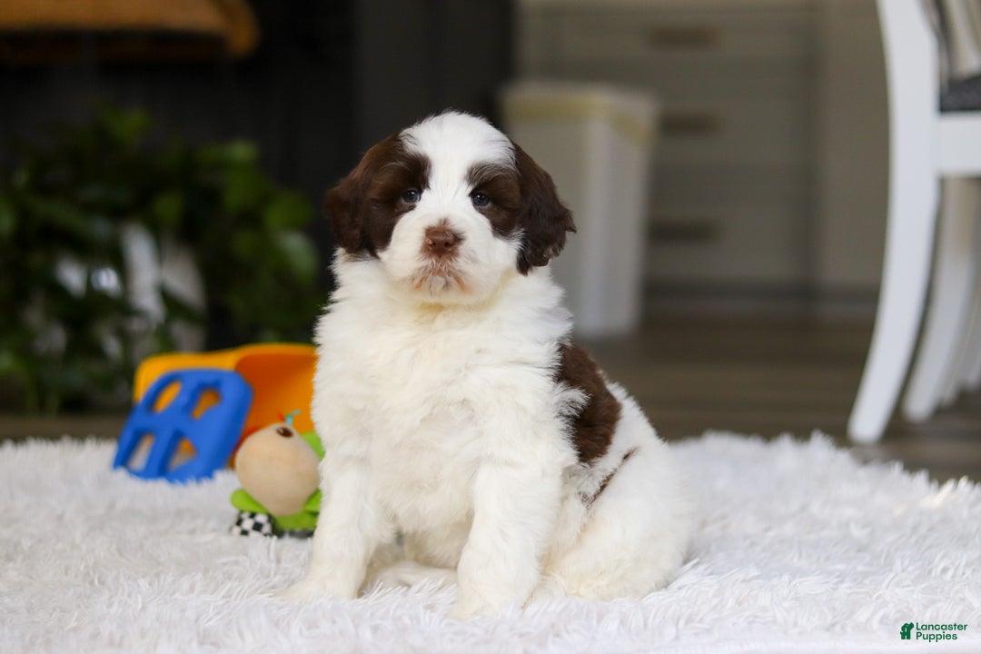 Portuguese Water Dog dogs for sale: Jewel - Ad 2
