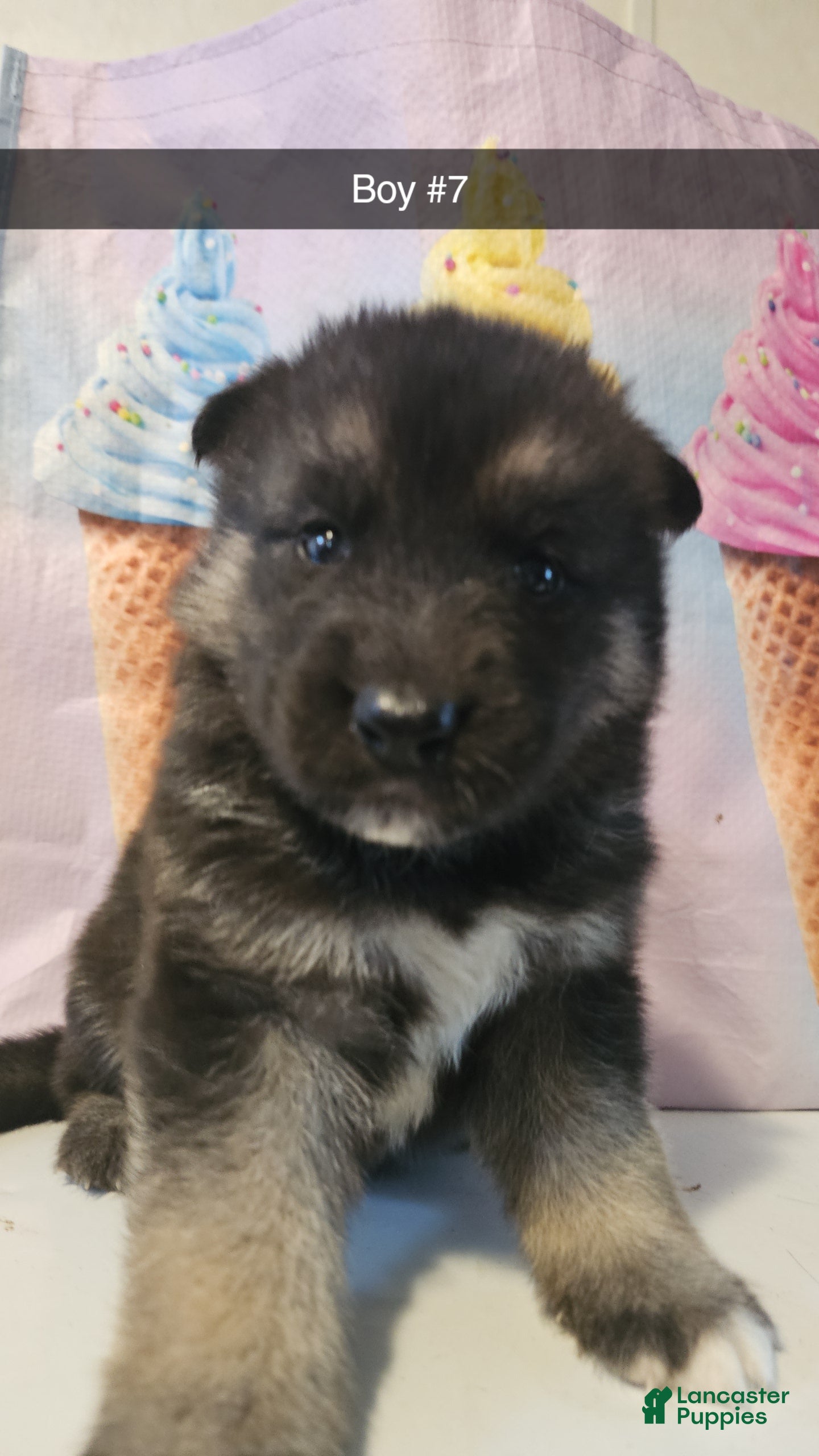 Gerberian Shepsky dogs Gerberian Shepsky Puppy 7 - Ad 12