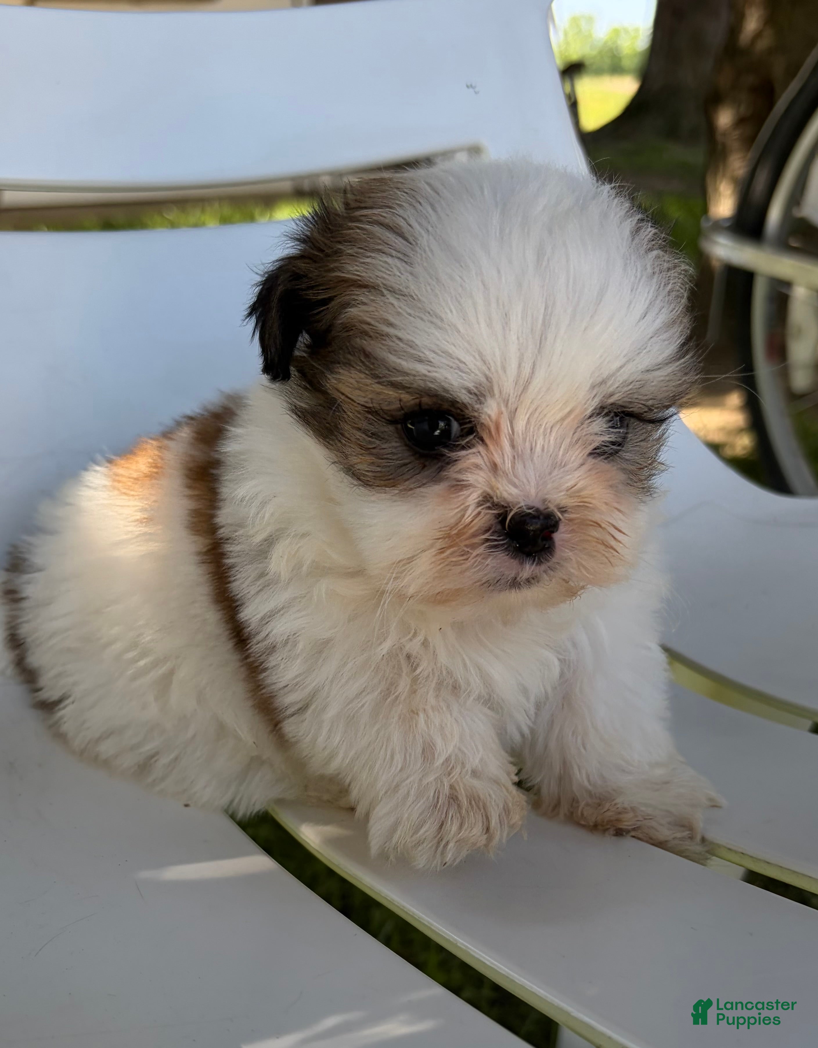 Mixed Breed dogs Theo - Ad 1