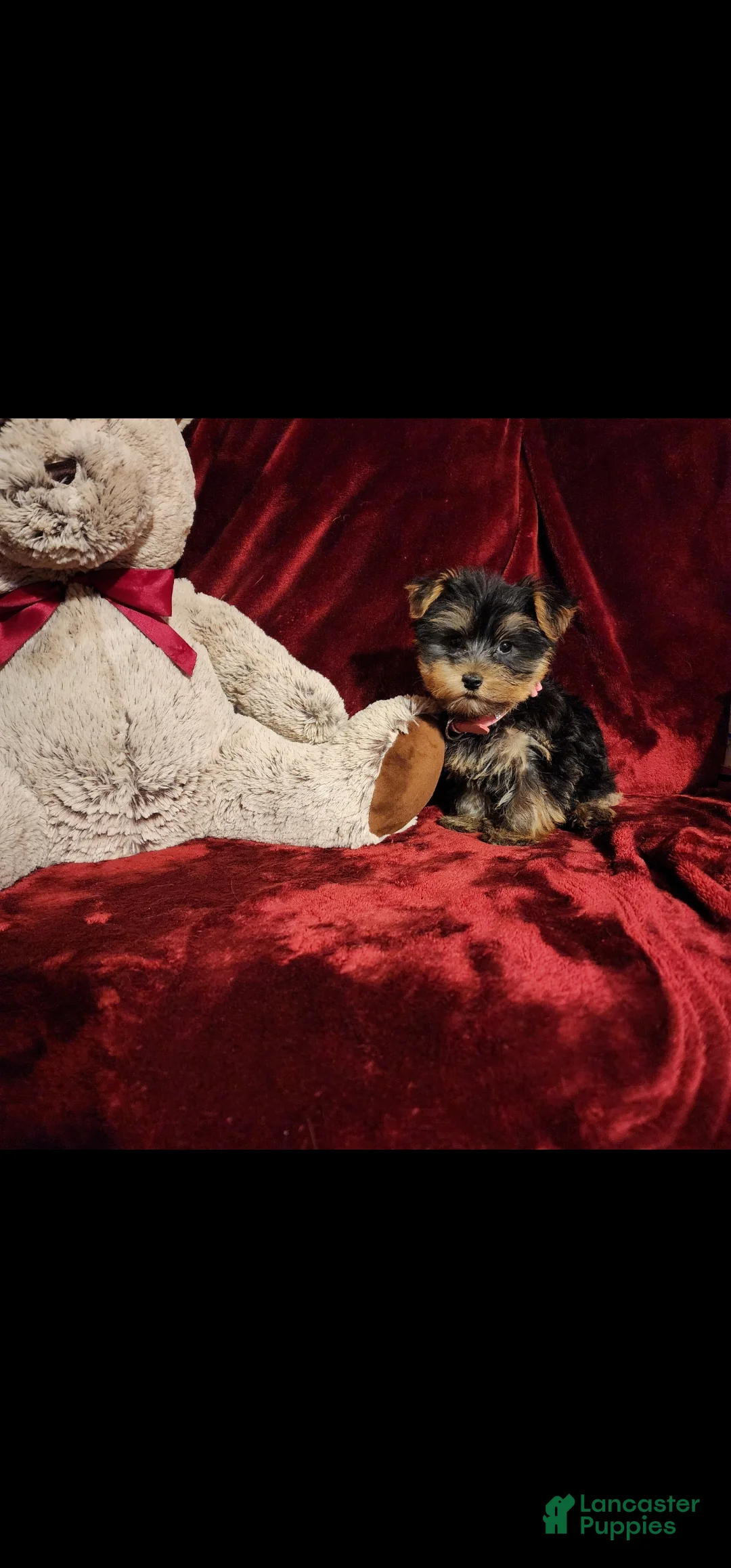 Yorkshire Terrier dogs for sale: MISS MAUI - Ad 2