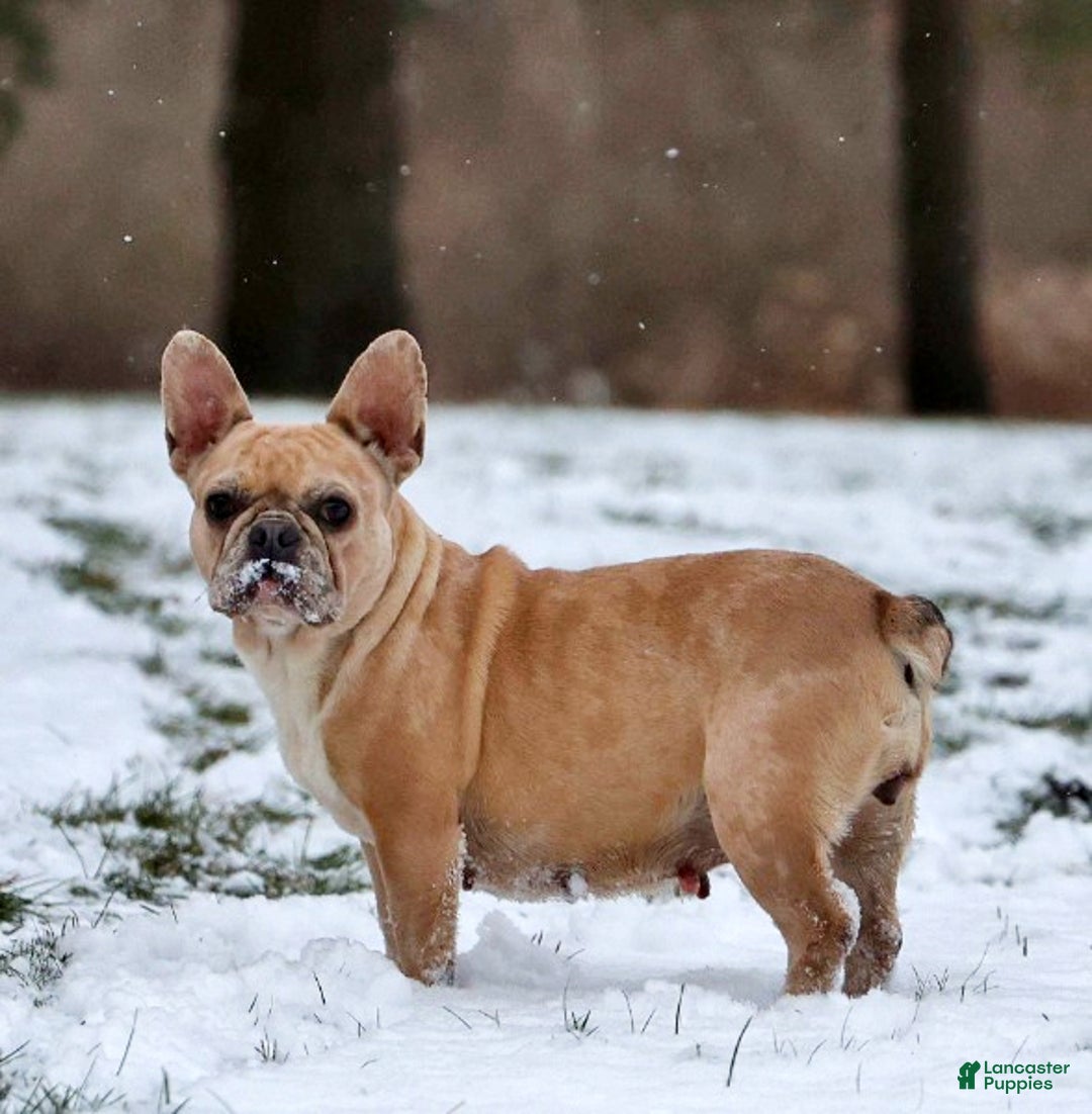 French Bulldog dogs for sale: Flora - Ad 2