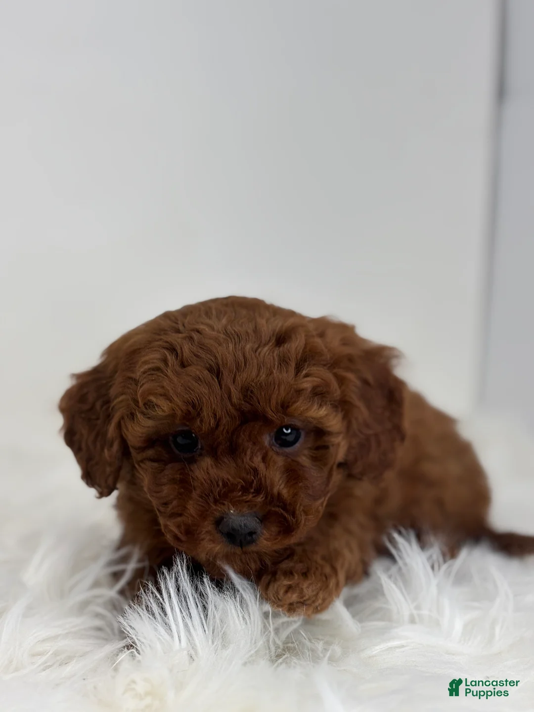 Mini Goldendoodle dogs for sale: Grant - Ad 3
