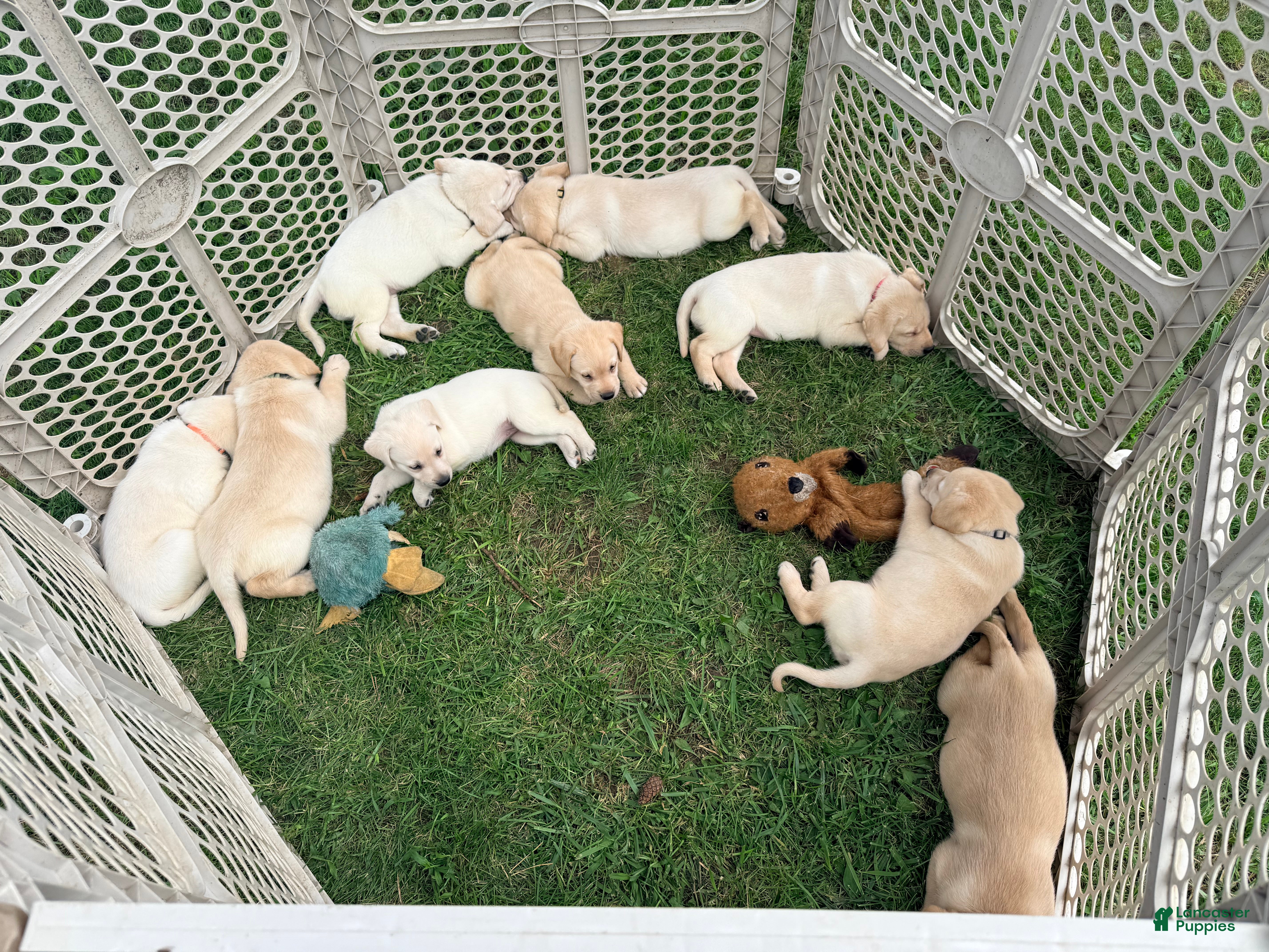 Labrador Retriever dogs Female  - Ad 2