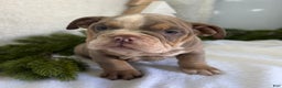English Bulldog dogs for sale: Grace - Ad 2